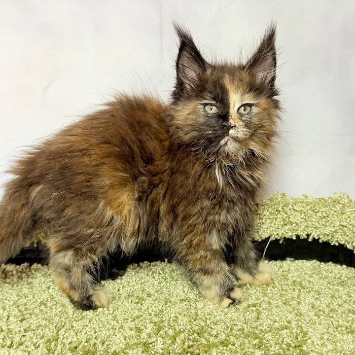 Magnolia Maine Coon female, black tortie