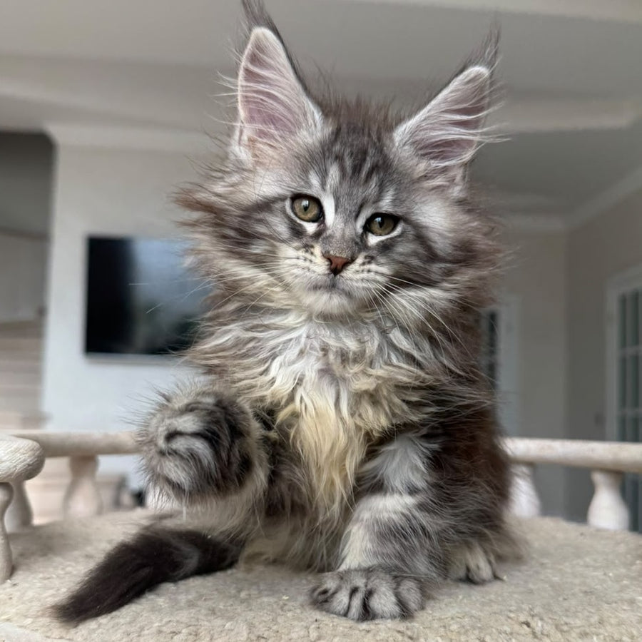 Odry Maine Coon female, black silver tabby