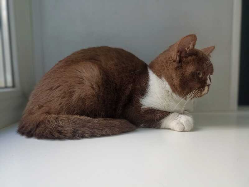 Bella British Shorthair female, cinnamon bicolour