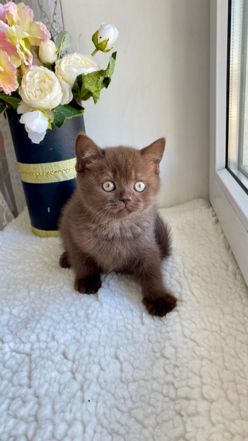 Josie British Shorthair female, chocolate