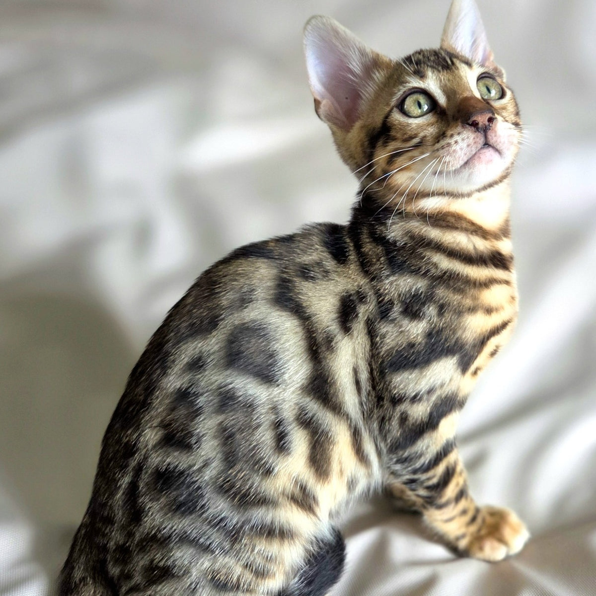 Monty Bengal male, black spotted tabby