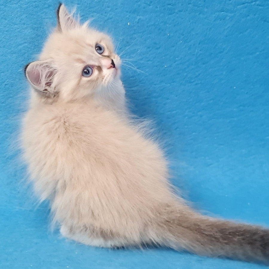 Benji Siberian male, black tabby pointed