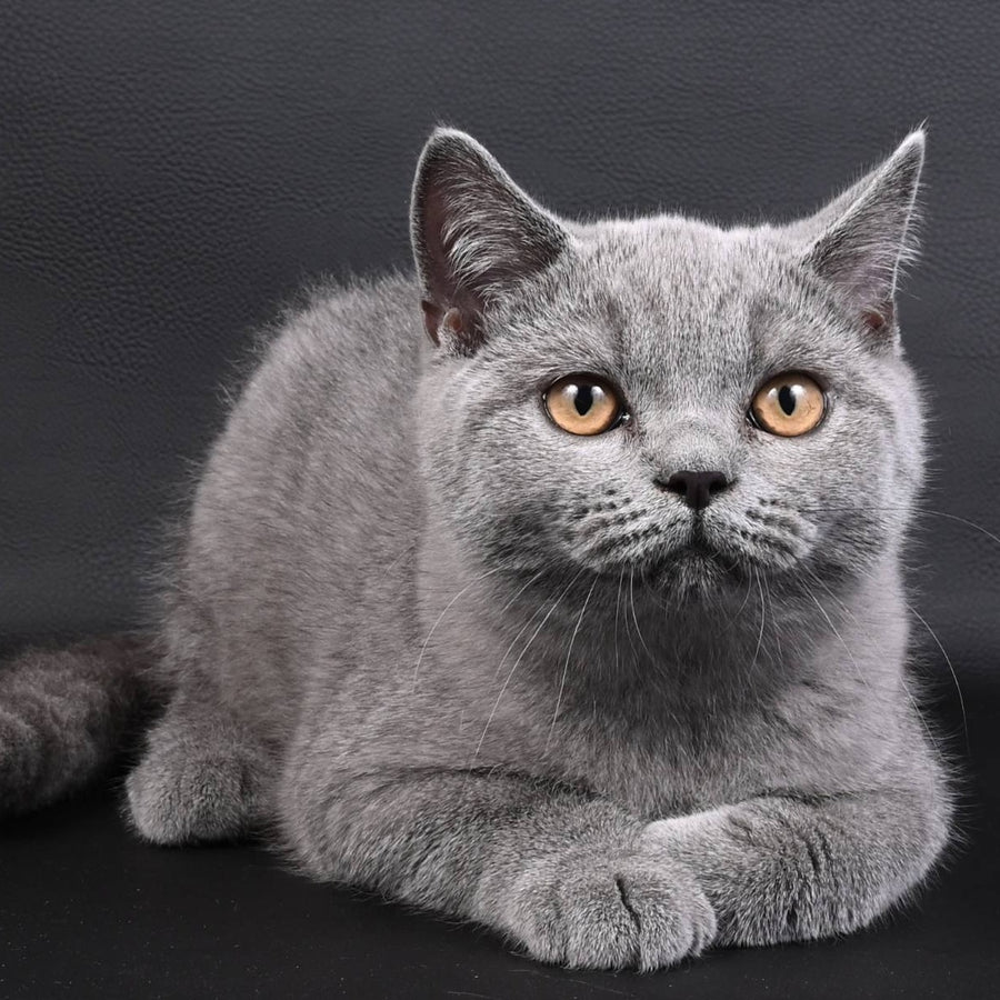 Earl Grey British Shorthair male, blue