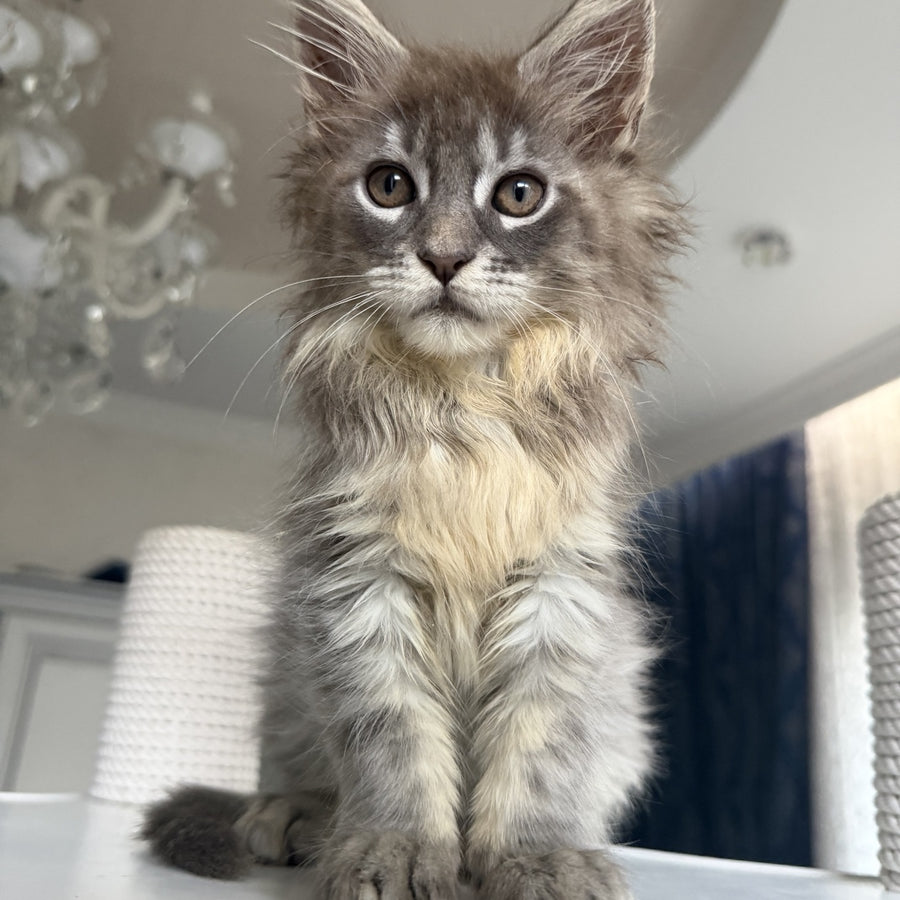 Eliot Maine Coon male, blue silver tabby