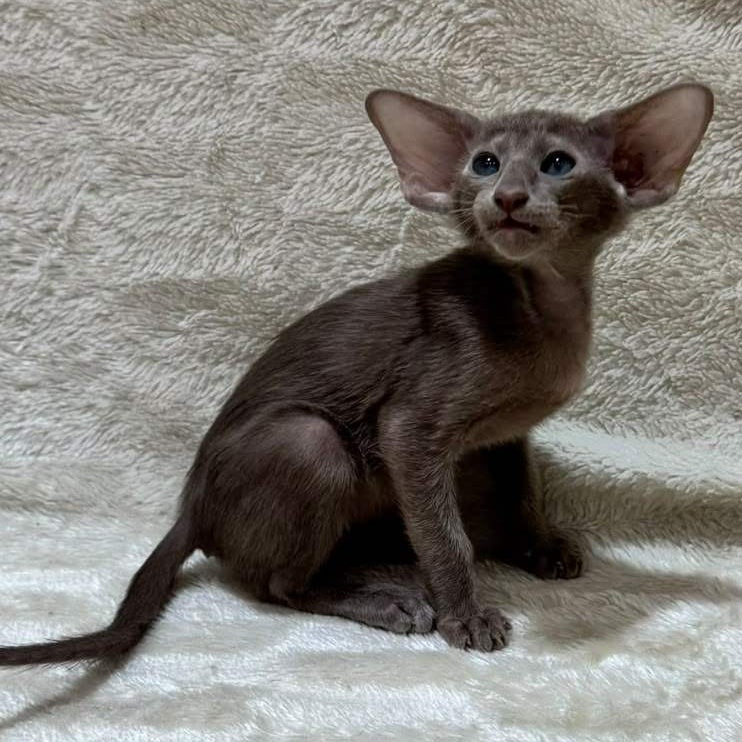Kasper Oriental Shorthair male, lilac