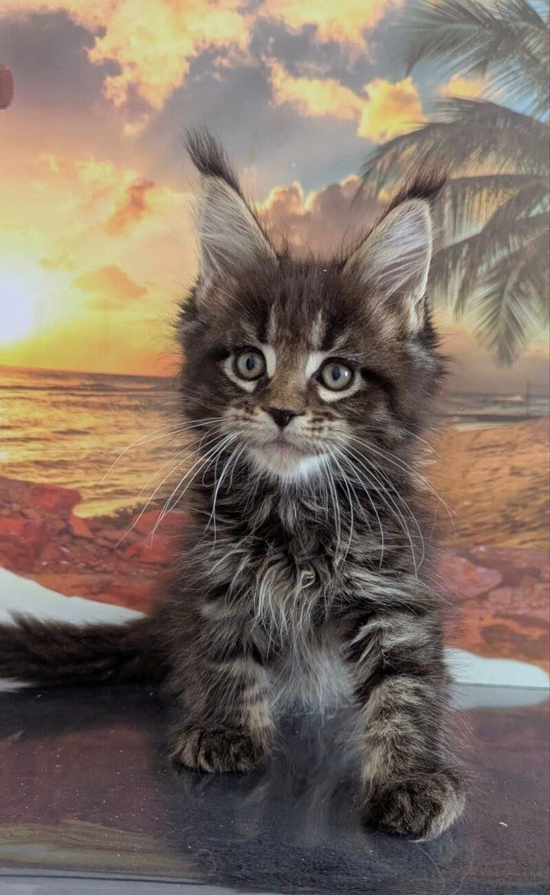 Odilia Maine Coon female black tabby live animals