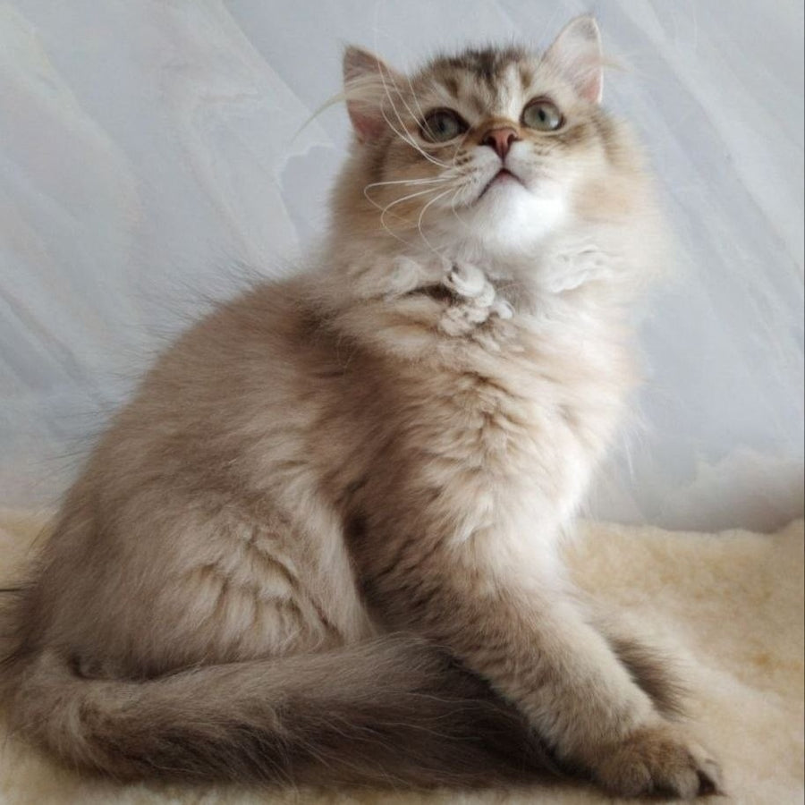 Clyde Scottish Straight male, chocolate golden ticked tabby