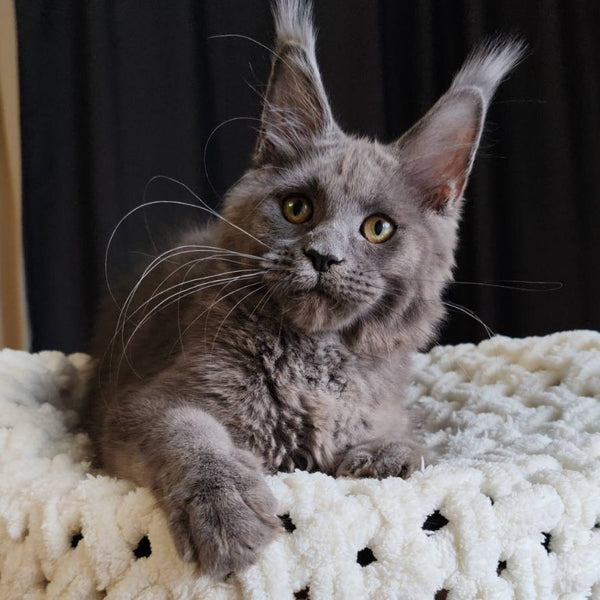 Barbi Maine Coon female, blue