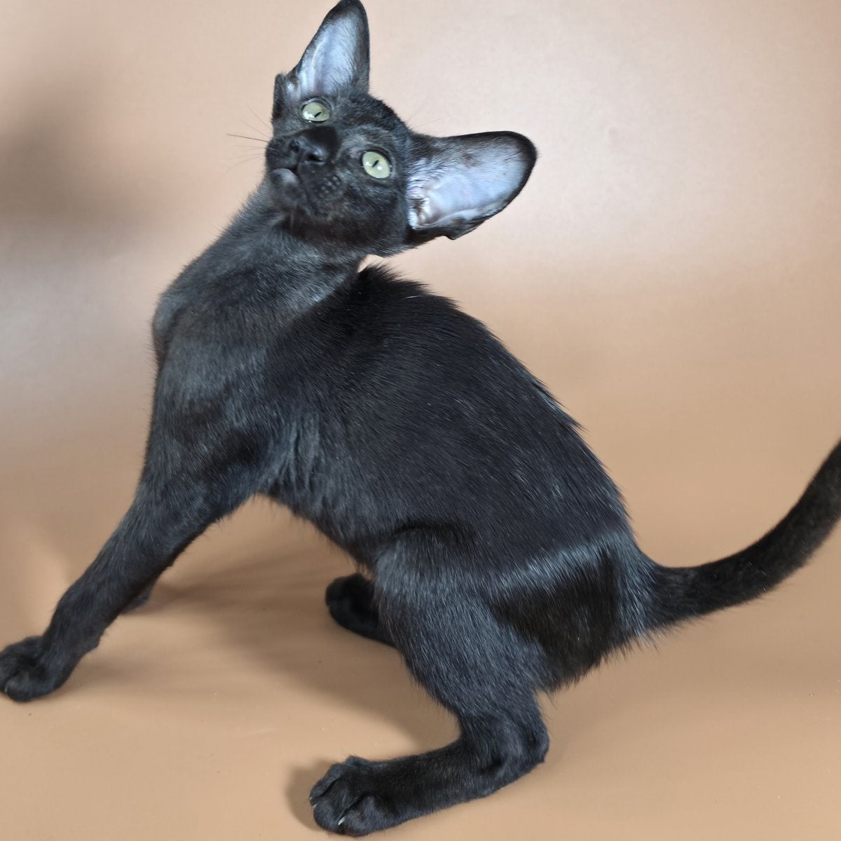 Juno Siamese female, black
