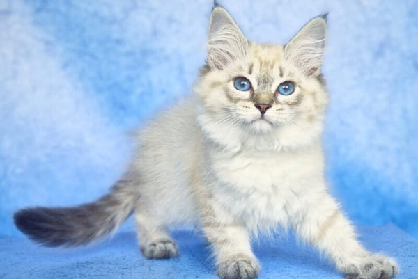 Catherine Siberian female black tabby pointed - live animals