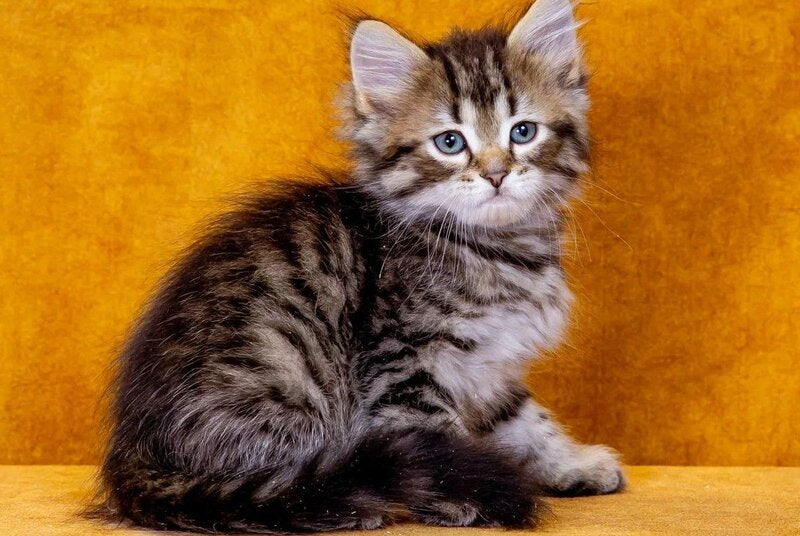 Gefest Siberian male, black spotted tabby