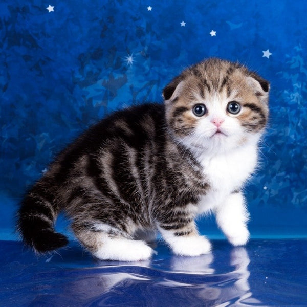 Lenya Scottish Fold male, black tabby bicolour