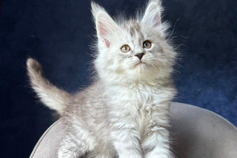 Ingold Maine Coon male, black silver spotted tabby