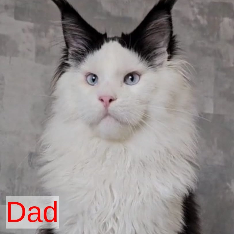 Candy Maine Coon female, blue with white