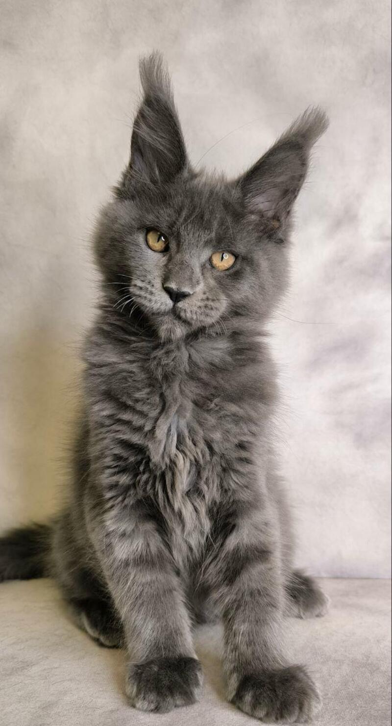 Sheila Maine Coon female, blue silver