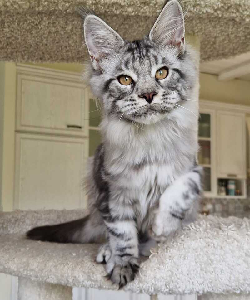 Bagira Maine Coon female, black silver tabby