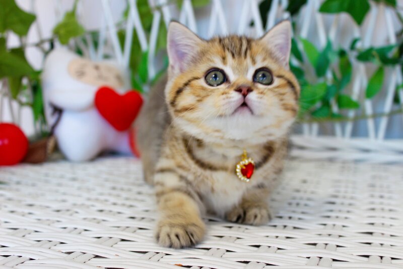 Freya Munchkin female, chocolate golden spotted tabby