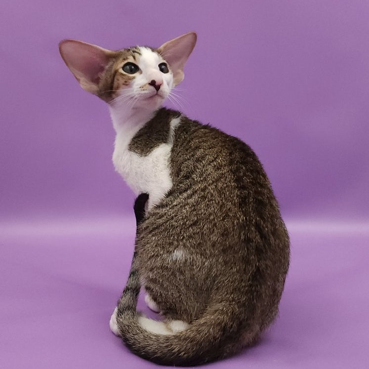 Winston Oriental Shorthair male, chocolate spotted tabby bicolour