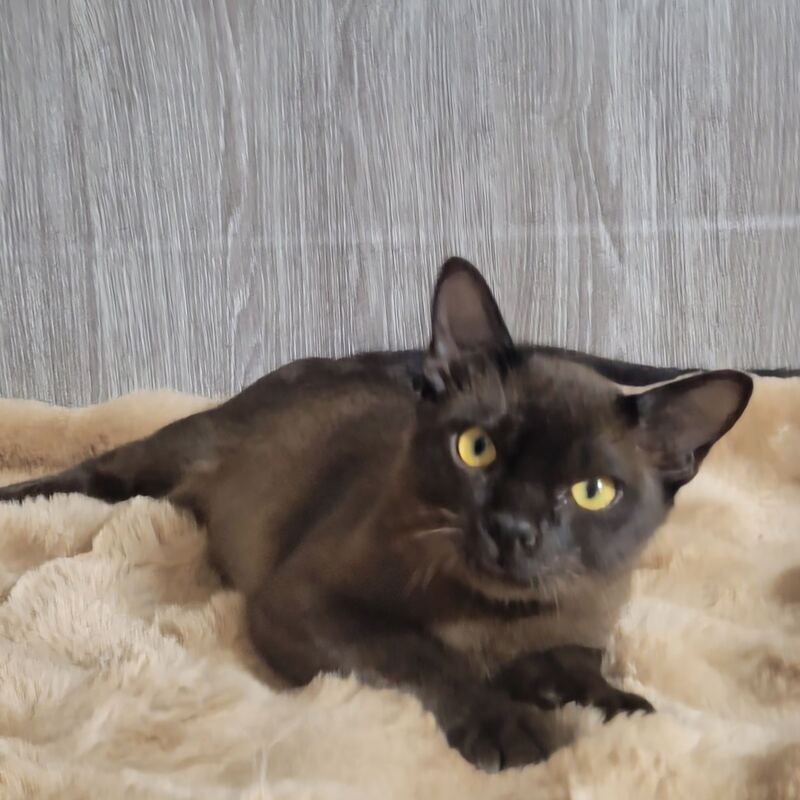 Odysseus Burmese male, black