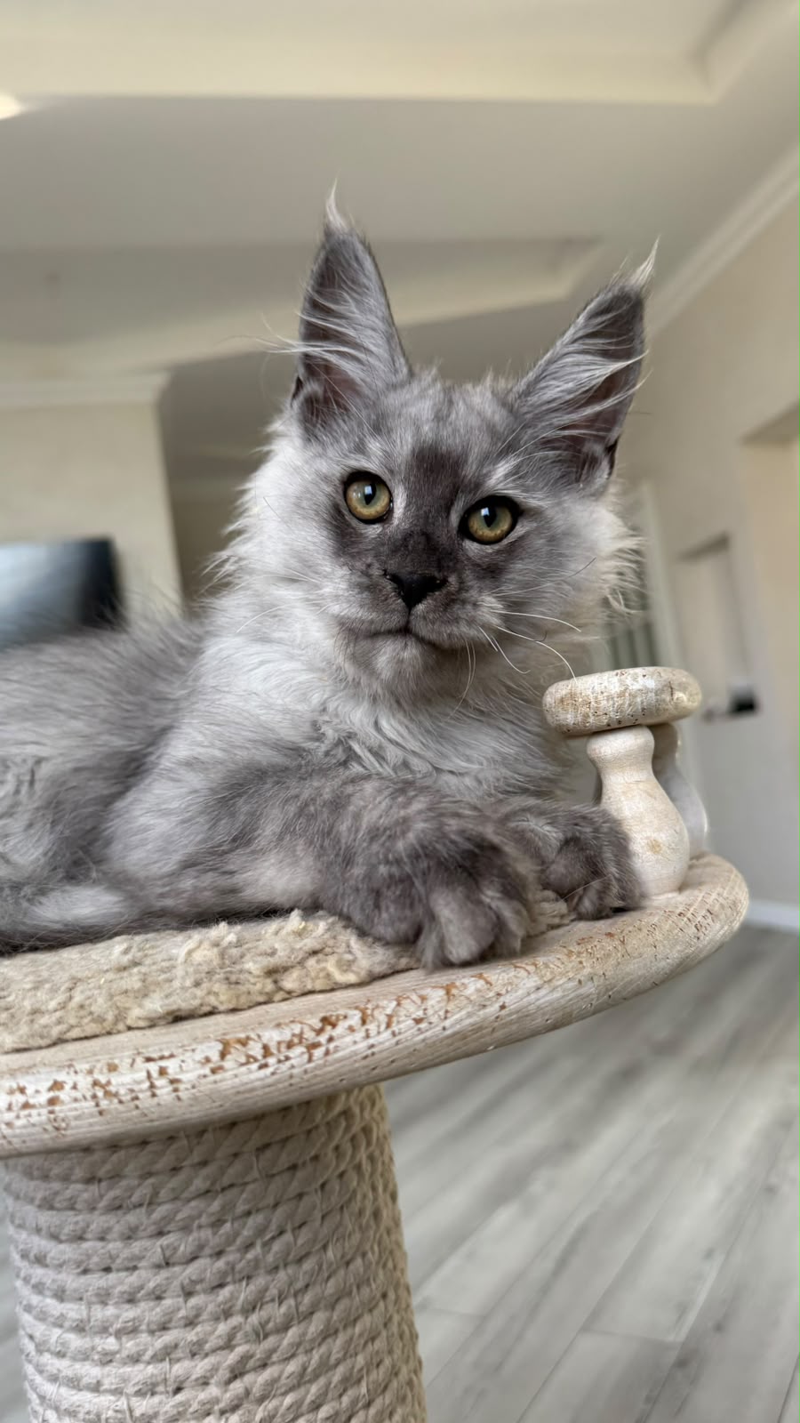 Pirat Maine Coon male, black silver