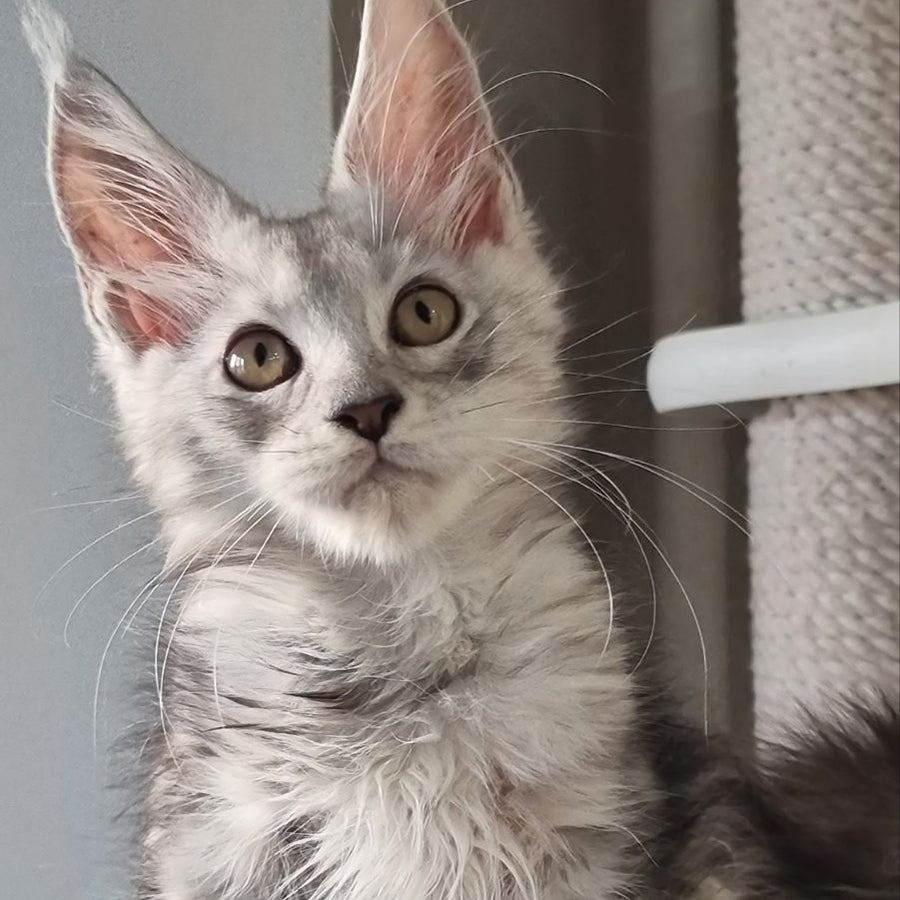 Elisa Maine Coon female, black silver tabby