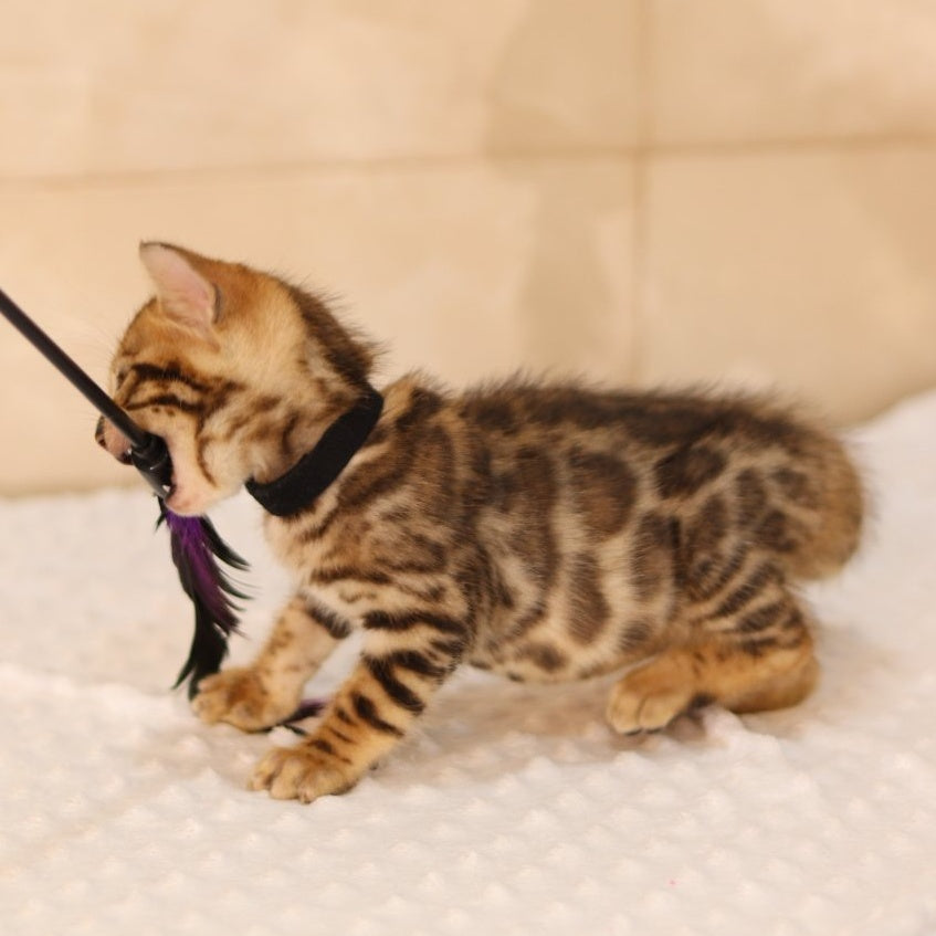 Xerxes Bengal male, black spotted tabby
