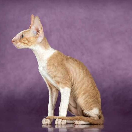 Cosmo Cornish Rex male, cream bicolour