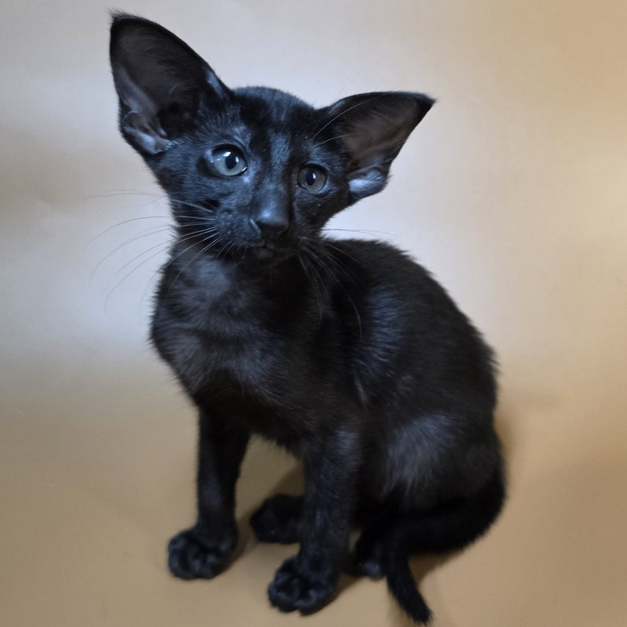 Arya Oriental Shorthair female, black