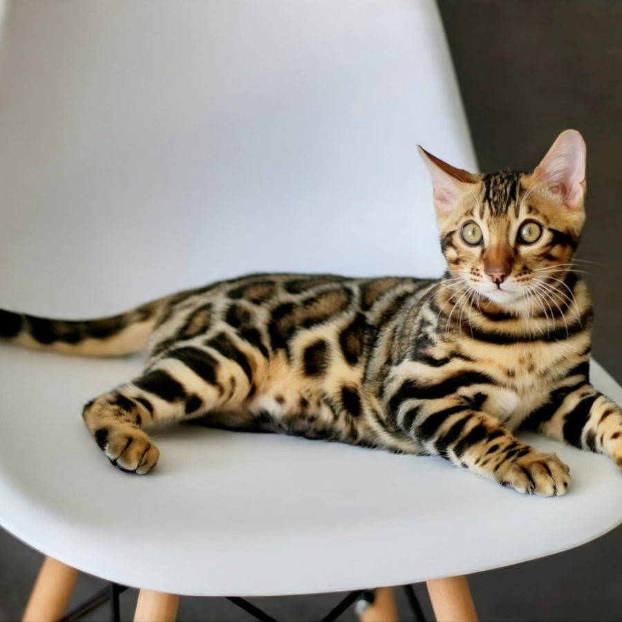 Romeo Bengal male, black spotted tabby