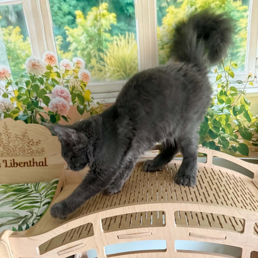 Yeremey Maine Coon polydactyl 6x6x6x6 male, blue