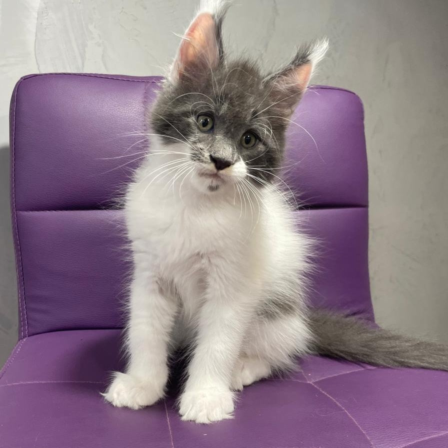 Semyon Maine Coon male, blue bicolour