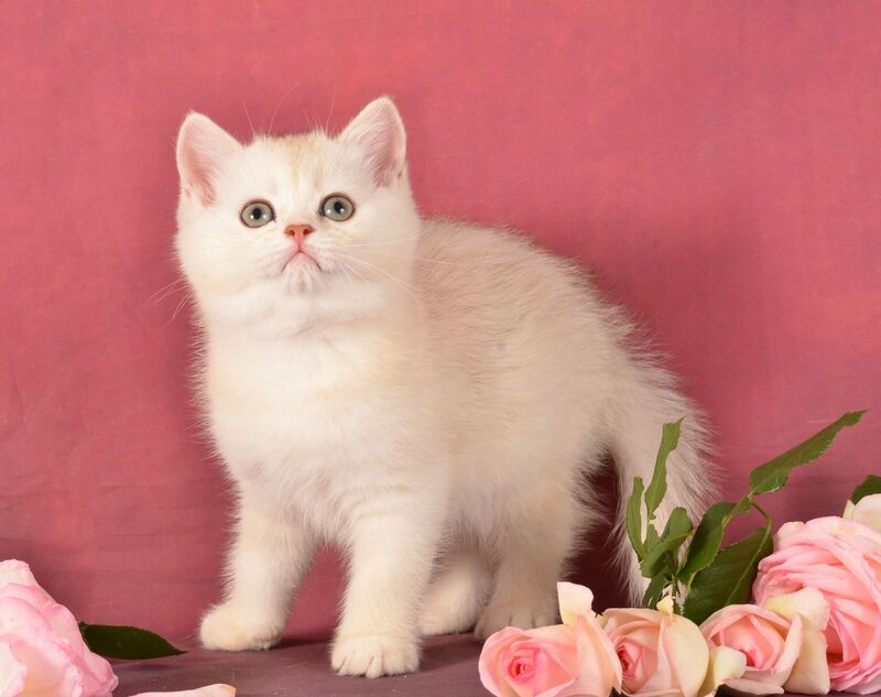 Oliver Scottish Straight male, chocolate silver shaded