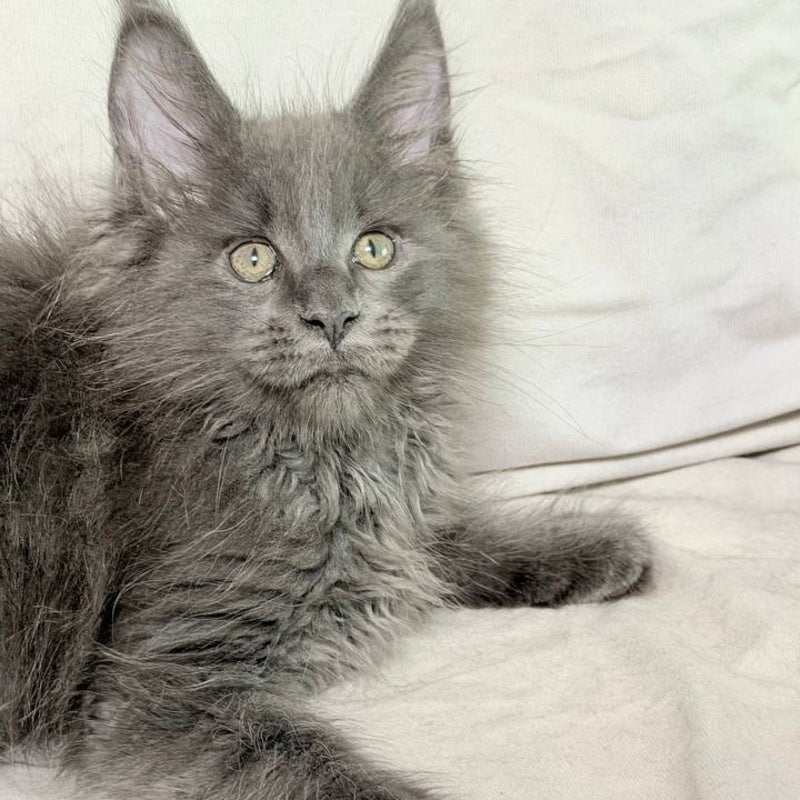 Jazz Maine Coon male, blue silver