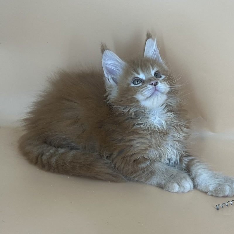 Brahms Maine Coon male, red tabby