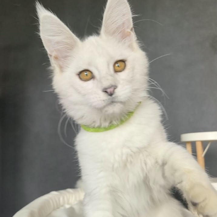 Wilma Maine Coon female, black silver chinchilla
