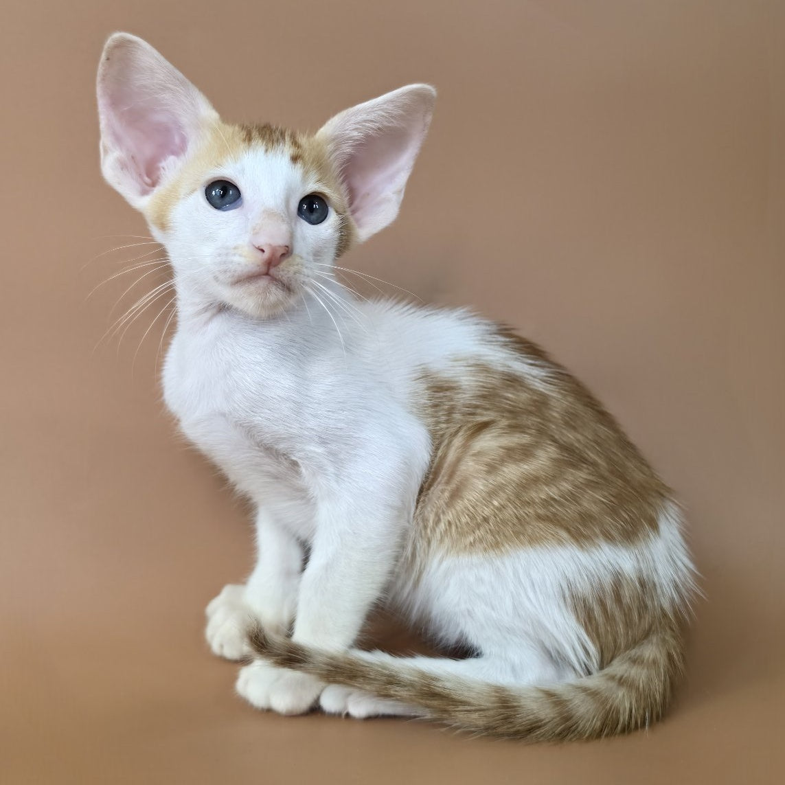Kronos Oriental Shorthair male, red bicolour spotted tabby