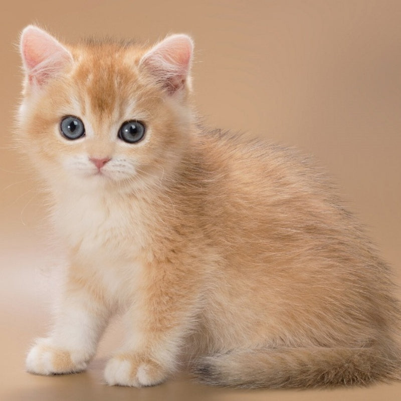 Entony British Shorthair male, black golden chinchilla