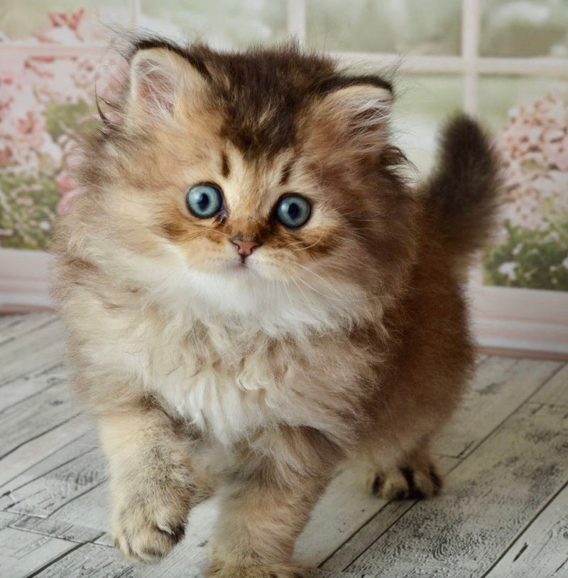 Tony Scottish Straight male black golden ticked tabby - live animals