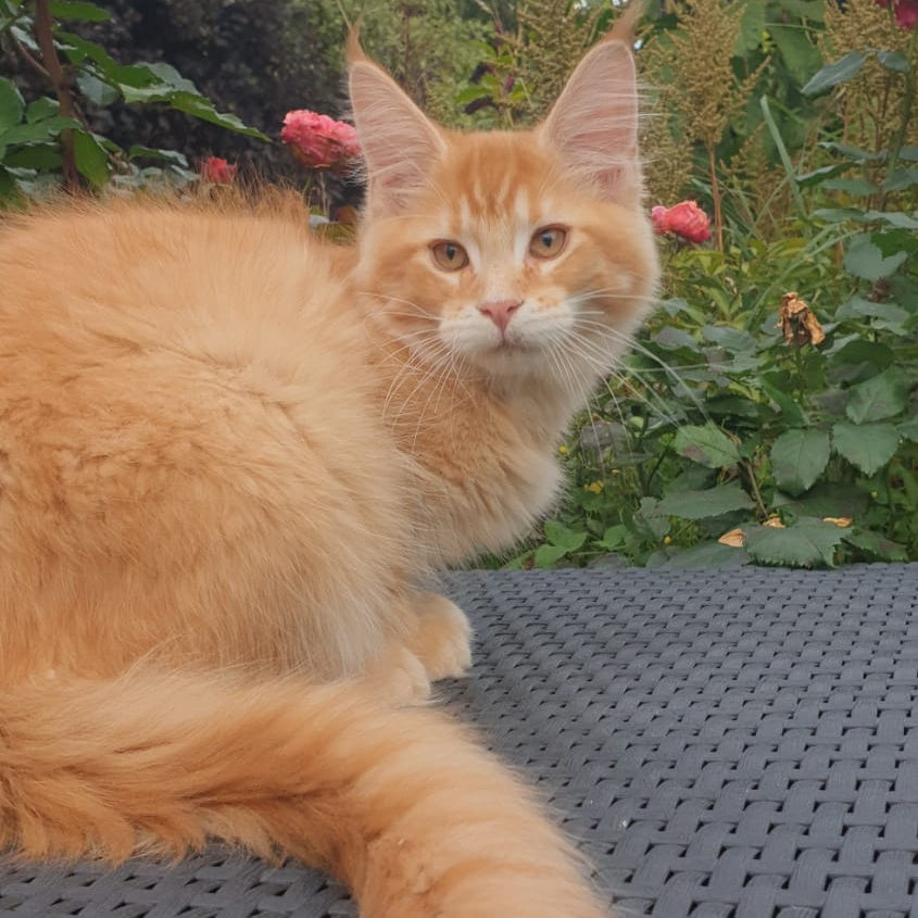 Hugo Maine Coon male, red ticked tabby