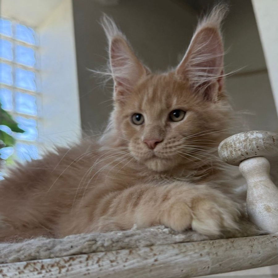 Iris Maine Coon polydactyl 6x6x6x6 male, cream silver