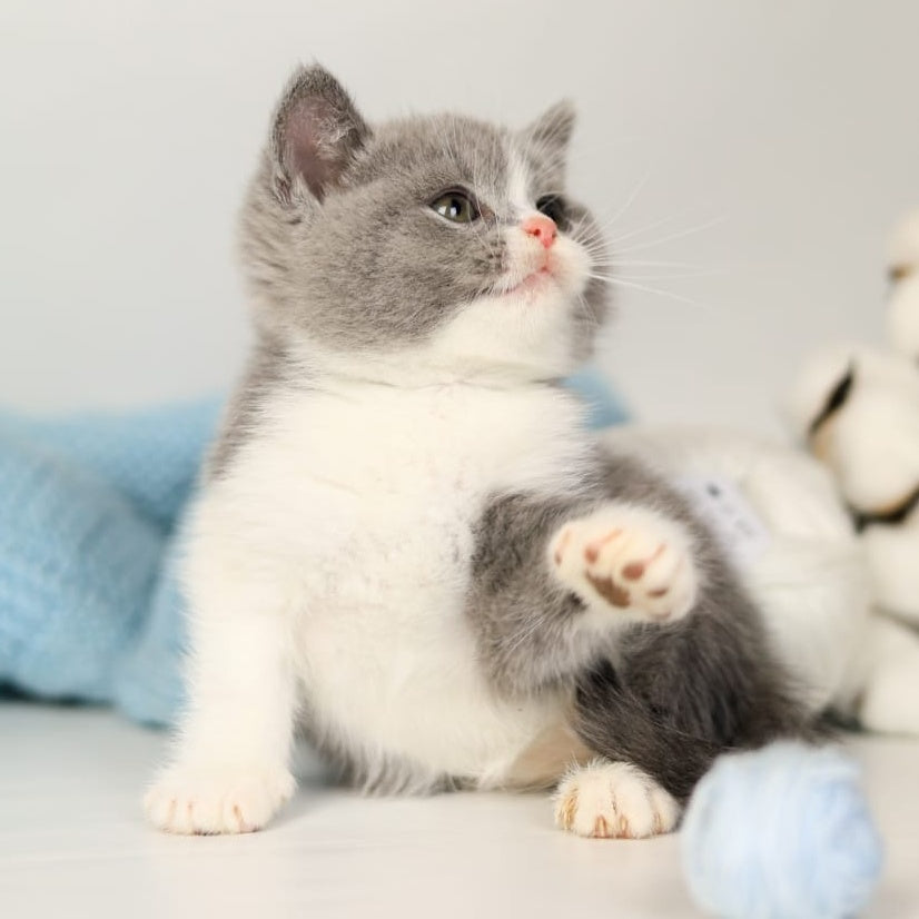 Paula British Shorthair female, blue bicolour