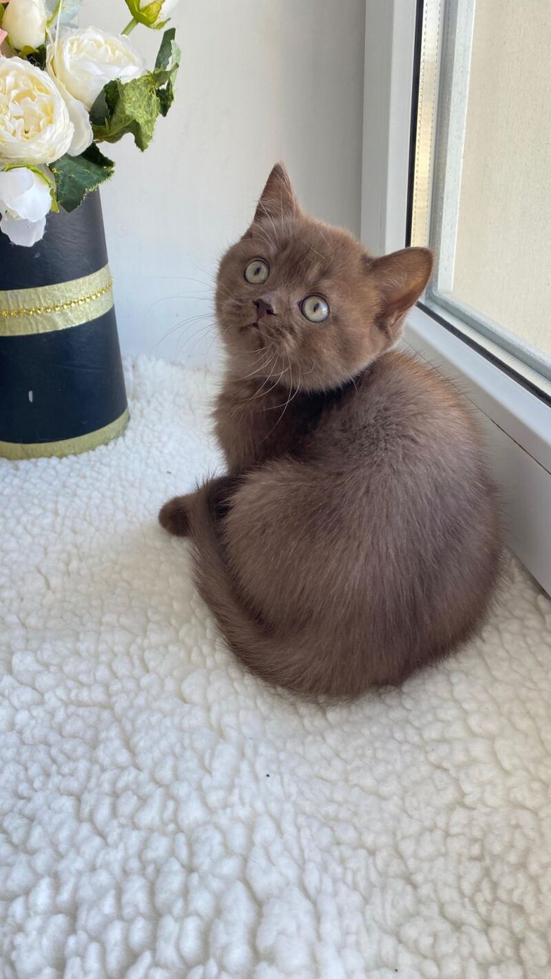 Josie British Shorthair female, chocolate