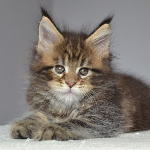 Jemma Maine Coon female, black tabby