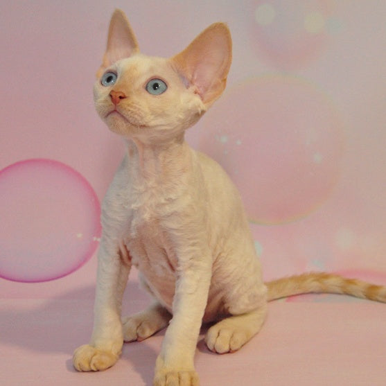 Ace Devon Rex male, red pointed