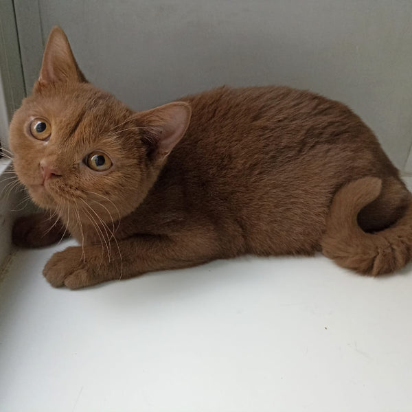 Felichita British Shorthair female, cinnamon