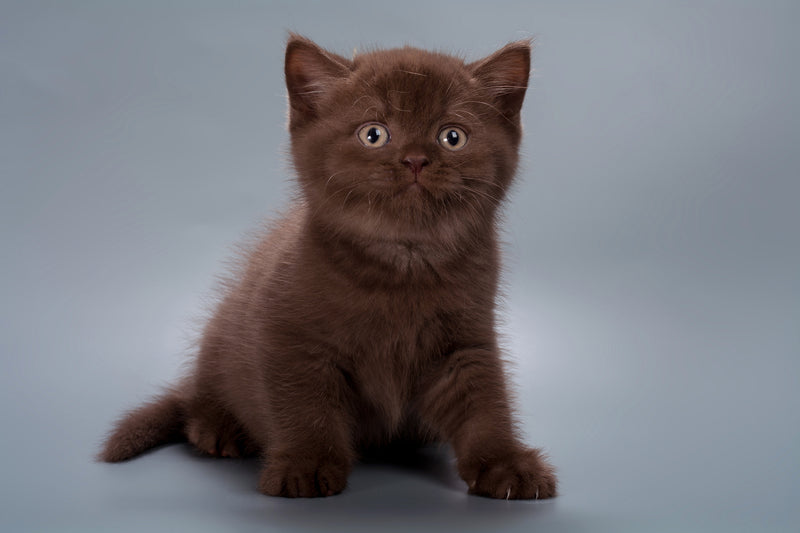 Hershey British Shorthair male, chocolate
