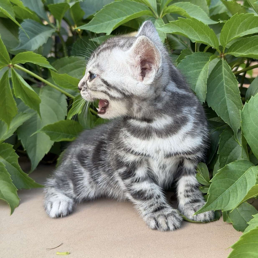 Celine Bengal female, black silver spotted tabby