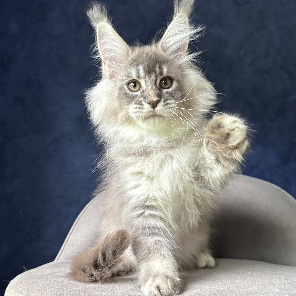 Henrietta Maine Coon female, blue silver ticked tabby