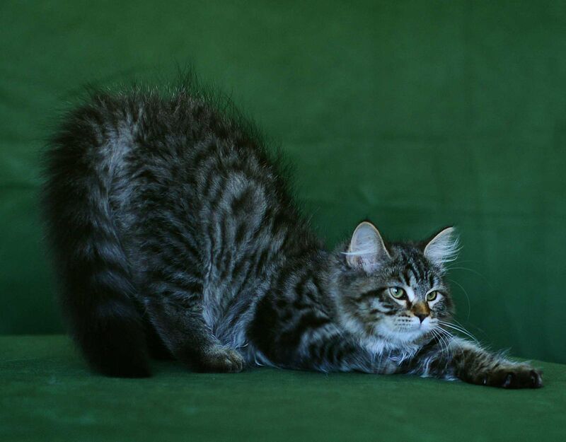 Olimpia Siberian female, black spotted tabby