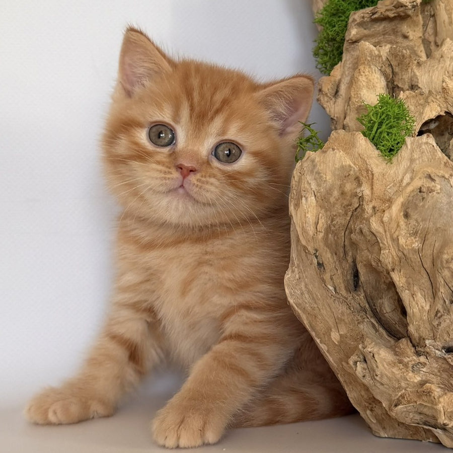 Gino British Shorthair male, red